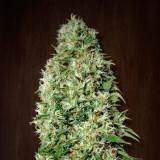 Orient Express 1 u. fem. Ace Seeds