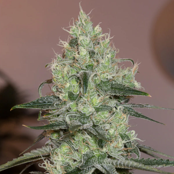Original Amnesia 3 ud Silent Seeds