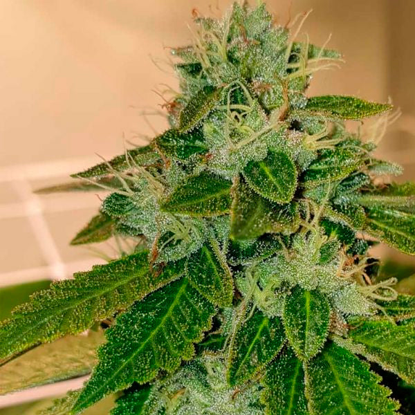 Original Cheese 6 u. The Original Big Buddha Family Farms