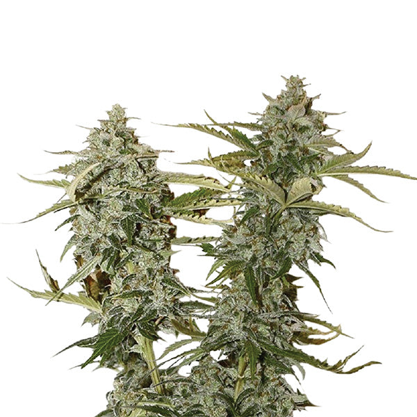 Original Glue 5 u. fem. Nirvana