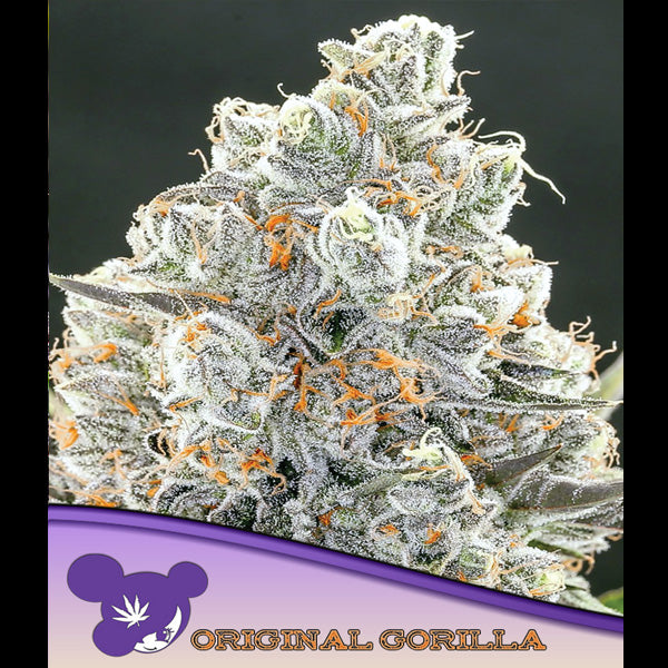 Original Gorilla 5 u. fem Anesia
