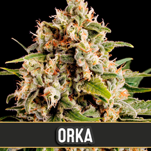 Orka 3 fem. Blimburn Seeds