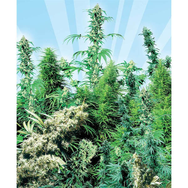 Outdoor Mix 25 pz. reg. Sensi Seeds