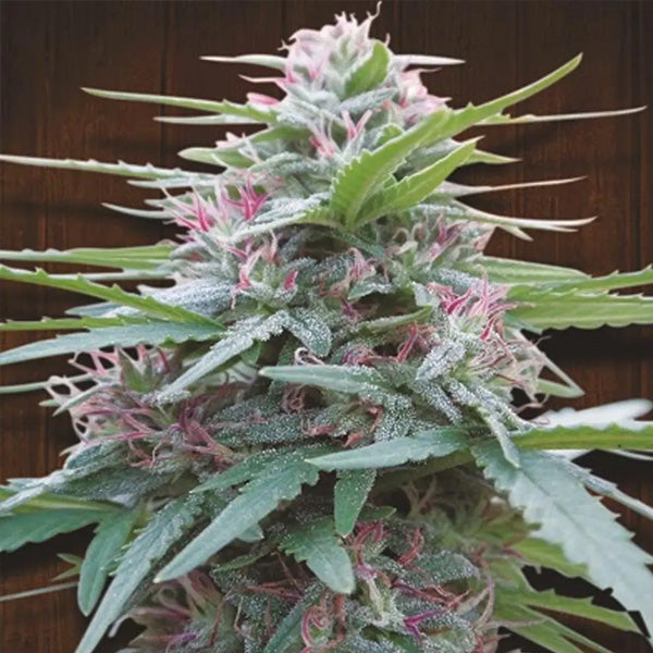 Panama 5 u. Regular Ace Seeds