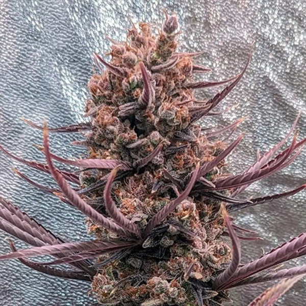 Panama Haze 5 u. Regular Ace Seeds
