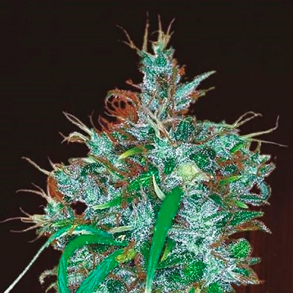 Panama Haze 5 u. fem. Ace Seeds