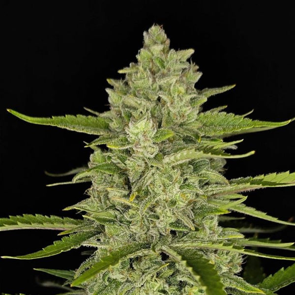Papaya Cookies Auto 5 u. fem. FastBuds Seeds