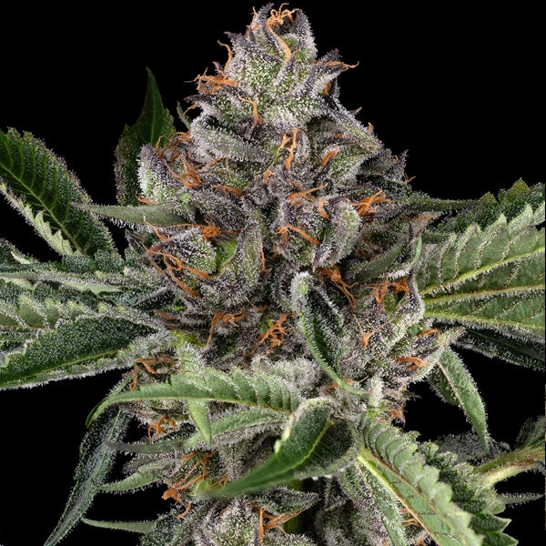 Papaya Jealousy 5 female seeds Sensi Seeds