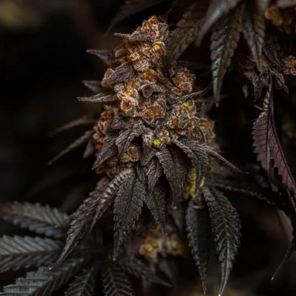 Papayton 5 pc. fem. FastBuds Seeds