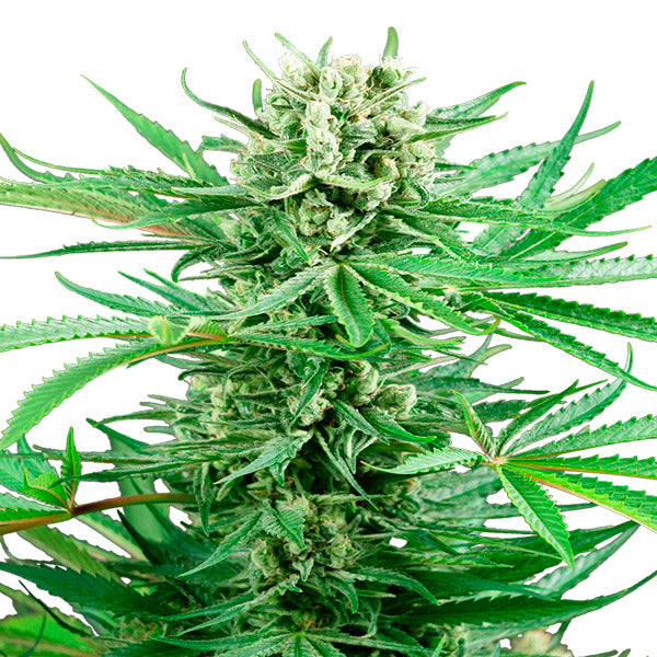Papi Chulo OG 5 pz. fem. Sensi Seeds Research