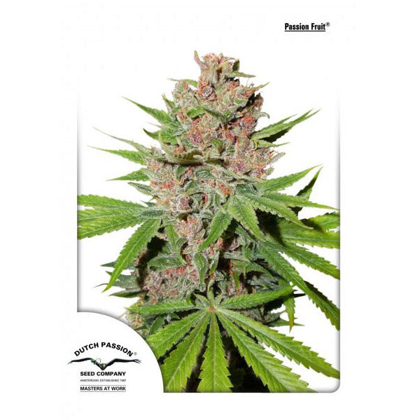Passion Fruit 5 u. fem. Dutch Passion