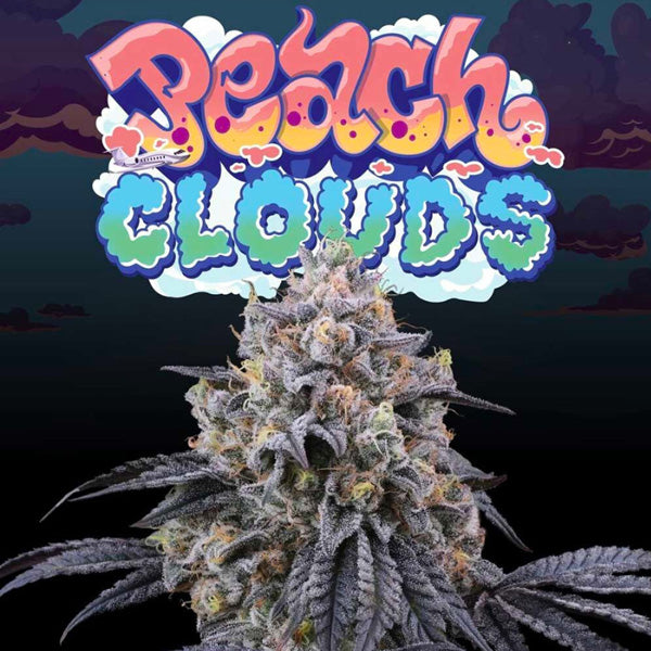 Peach Clouds 3+1 ud. fem Perfect Tree