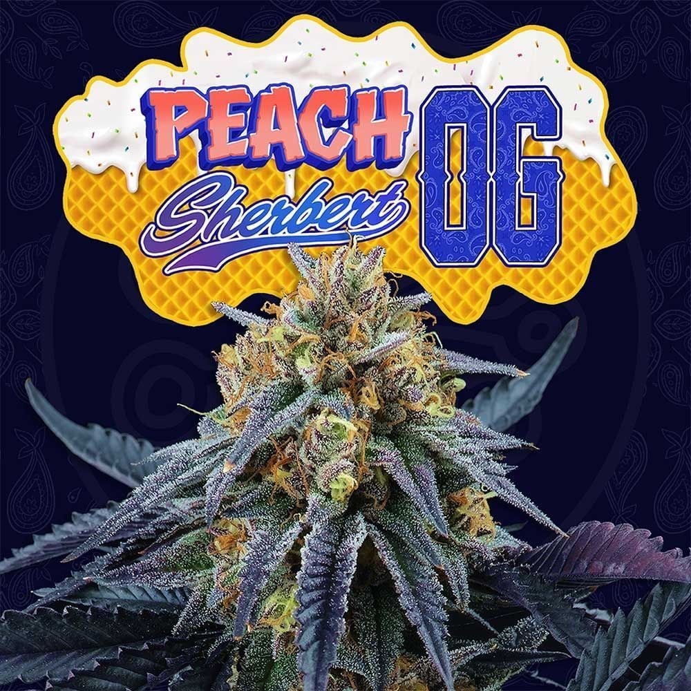 Peach Sherbet OG 6 pz. fem Perfect Tree