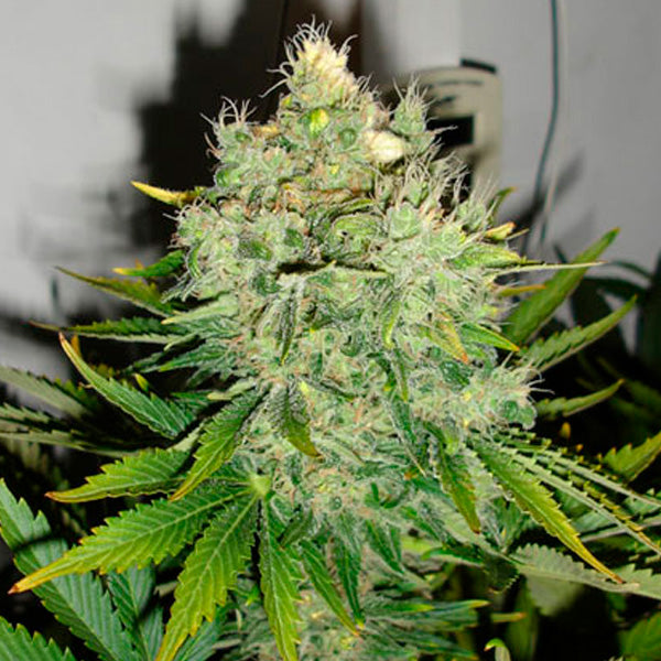 Pepper Jack Haze 5 u. fem. Black Skull Seeds