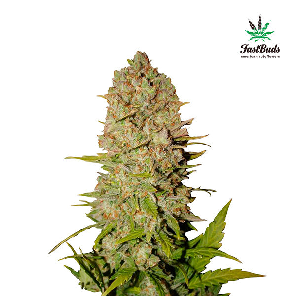 Pineapple Express Auto 3 ud. fem. FastBuds Seeds