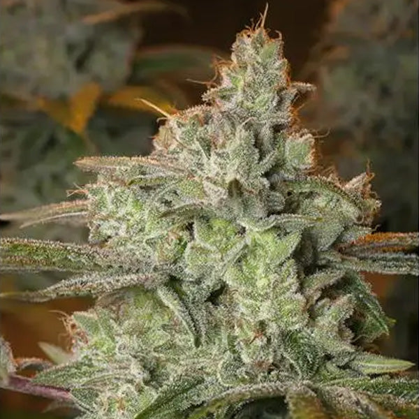 Pineapple Fruit x Alien Rock 3+1 pz. fem. Vision Seeds