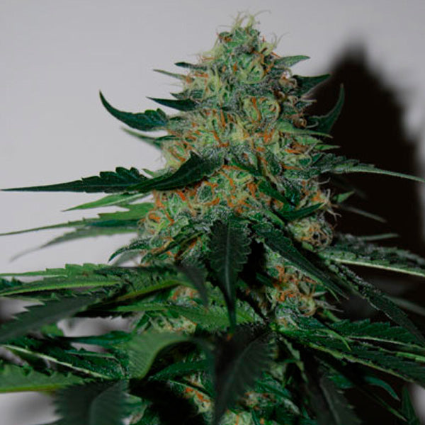 Pineapple Gum 10 u. fem. Black Skull Seeds