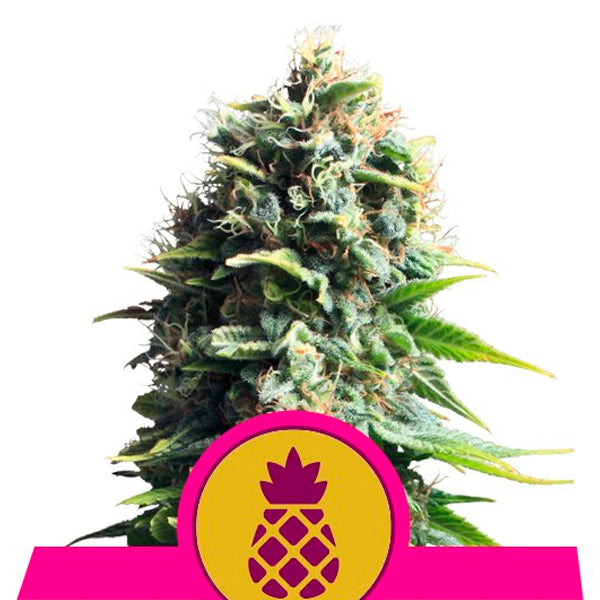 Pineapple Kush 1 u. fem. Royal Queen