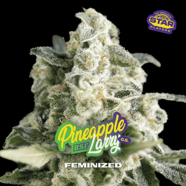 Pineapple Larry OG 4 u. fem BSF Seeds