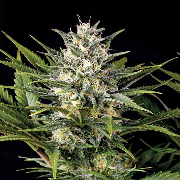 Pineapple Skunk 5 ud Humboldt Seed Organization