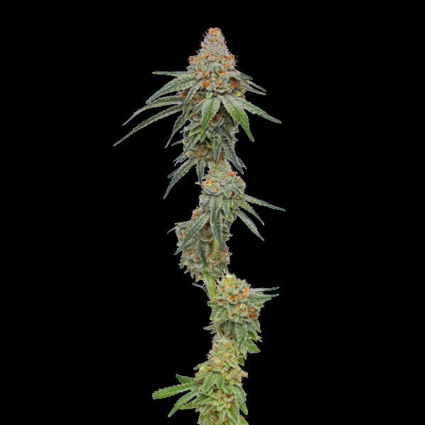 Pineapple Upside Down Cake 3 u. fem Humboldt Seeds Company