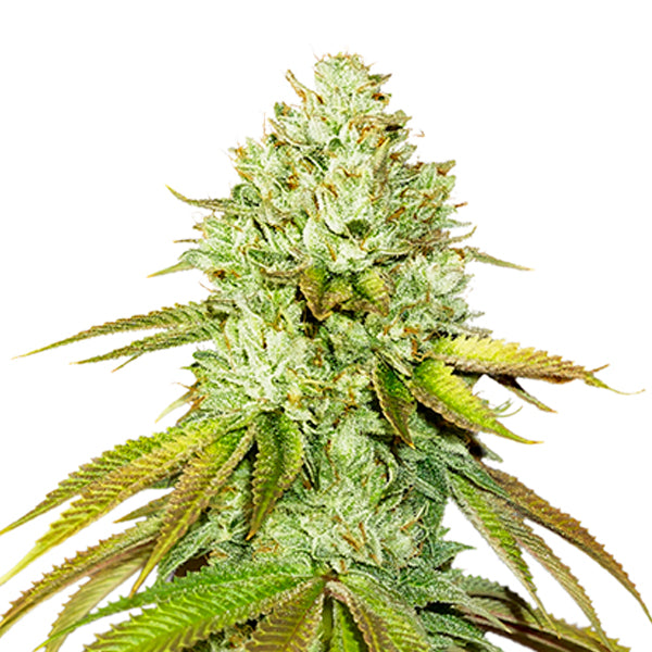 Pineapple fem. 3 u. Seedstockers
