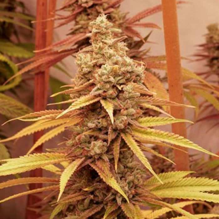 Pink Banana Runtz 5 u. fem. Dutch Passion Limited Edition
