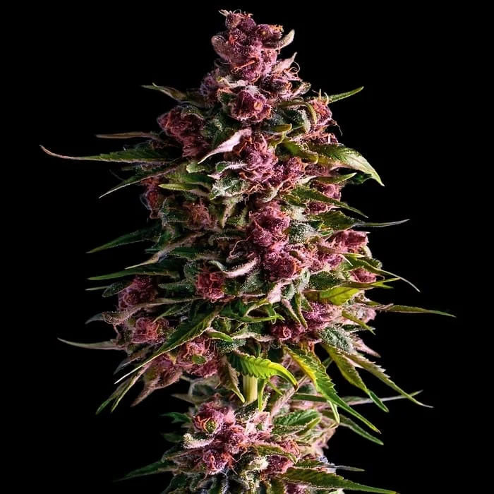 Pink Empire 3 u. fem Empire Seeds