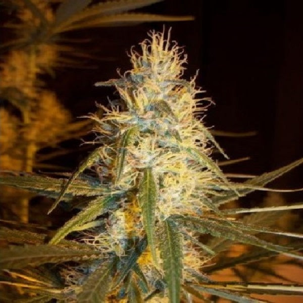 Pink Floyd (CM x HZ (AC)) 15 u. reg. Mr. Nice Ed. Limitata