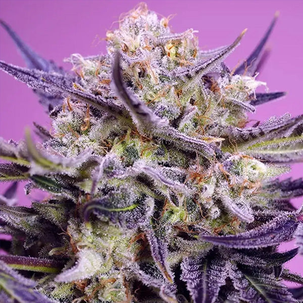Pink Guava F1 Fast Version 100 u. fem. Granel Profesionales Sweet Seeds