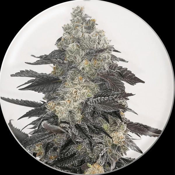 Pink Sherbert 5 u. fem. Medical Seeds