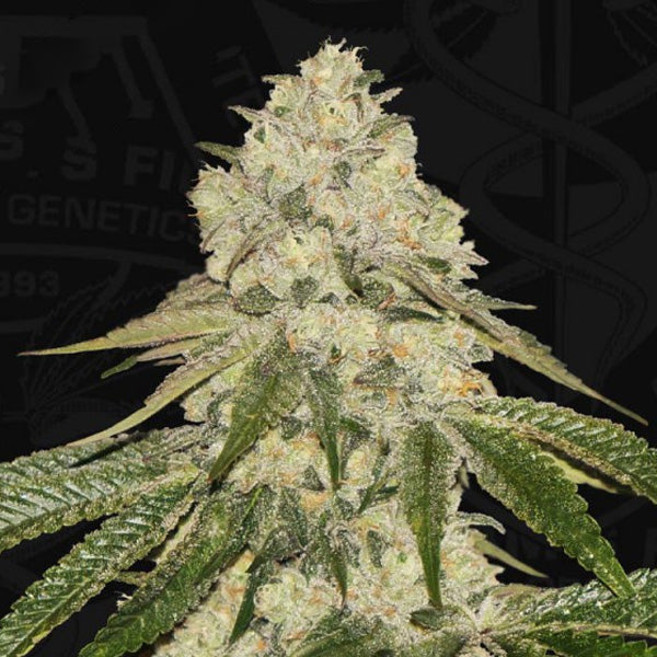 Pistash 5 feminized seeds 710 Limited Pack T.H. Seeds