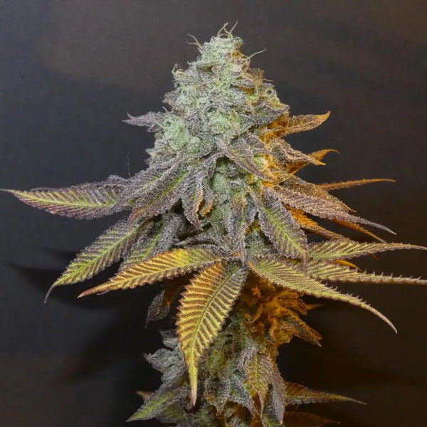 Planet Express 3+1 Bask Triangle Farms