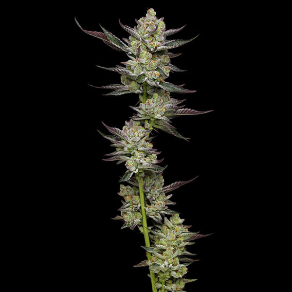 Poddy Mouth 3 u. fem Humboldt Seeds Company