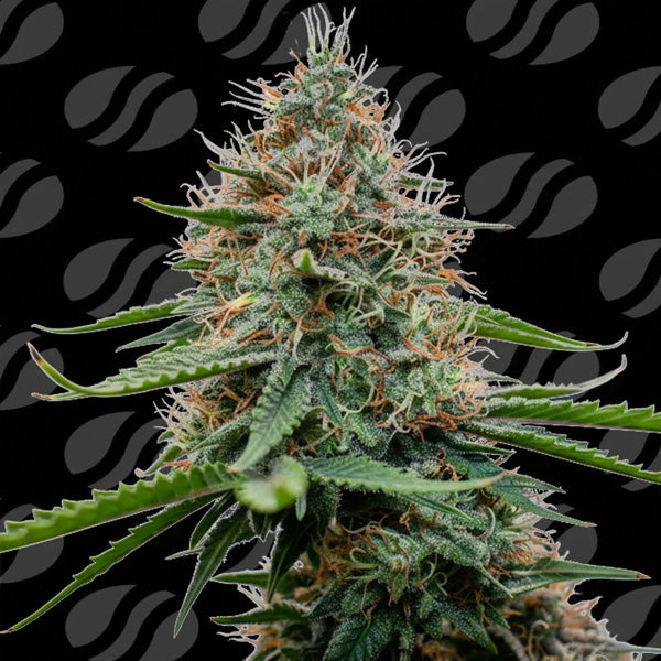 Poison Cookies Limited Edition 3 female seeds Original Sensible