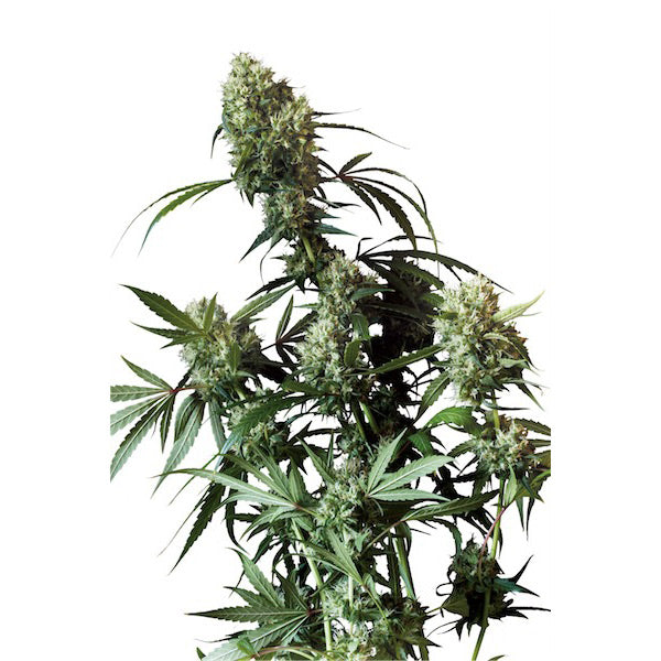 Power Plant 1 u. fem. Dutch Passion