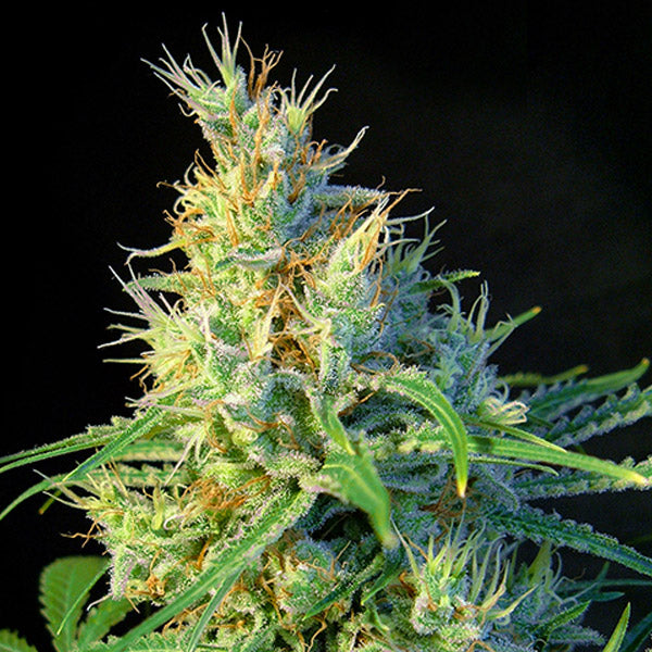 Psicodelicia 5+2 u. fem. Sweet Seeds