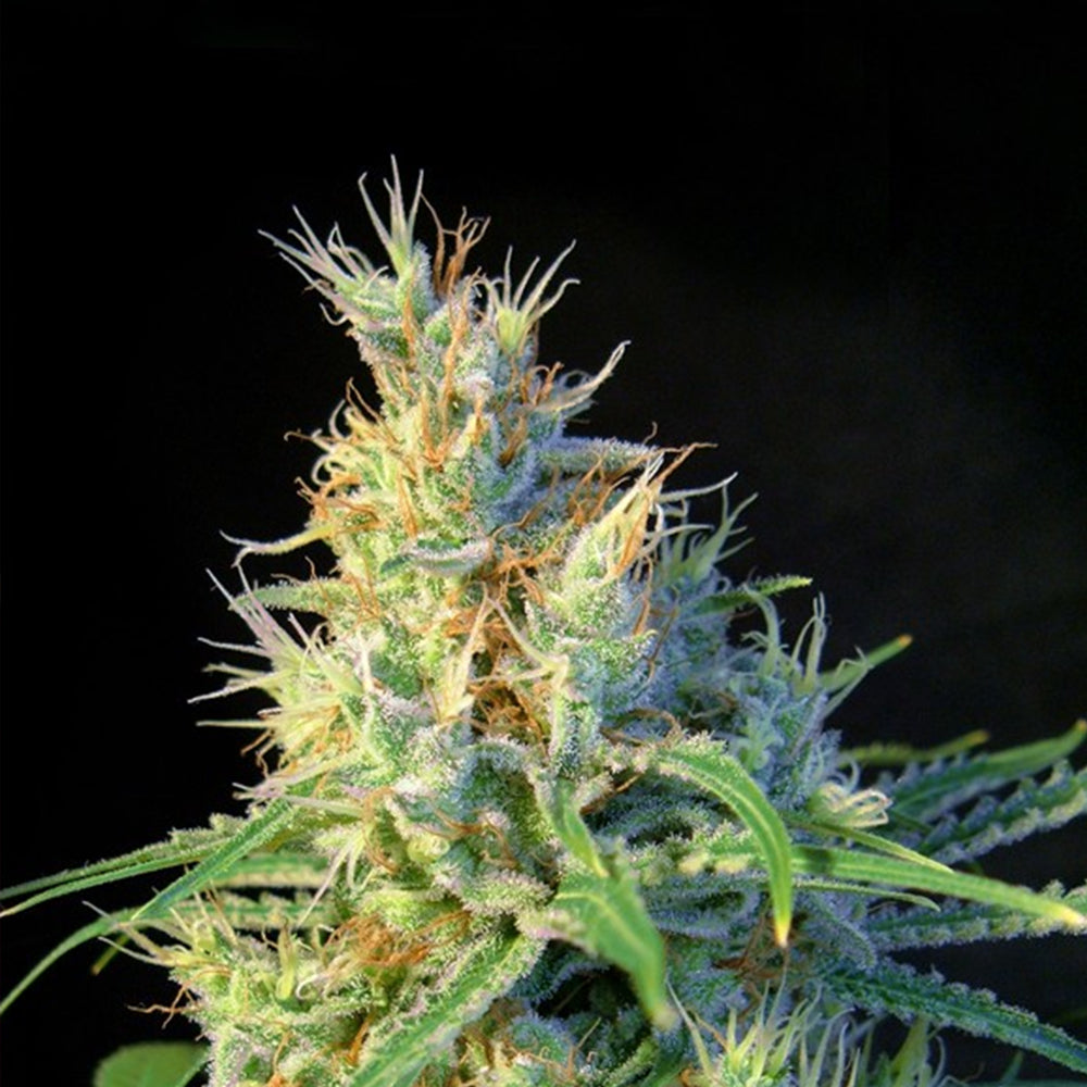 Psicodelicia 25 u. fem. Granel Profesionales Sweet Seeds