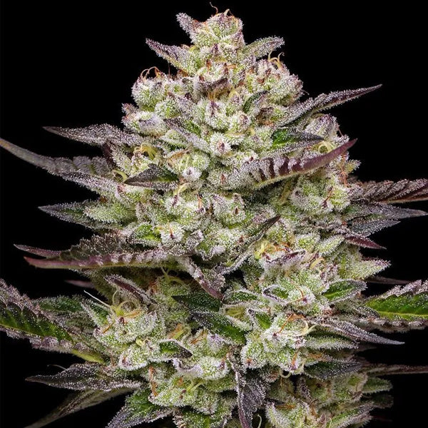 Puff Pastry 5 u. fem Humboldt Seeds Company