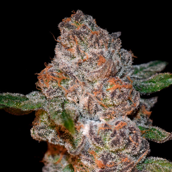 Punch Drunk Ape 6 pc. fem Elev8 Seeds