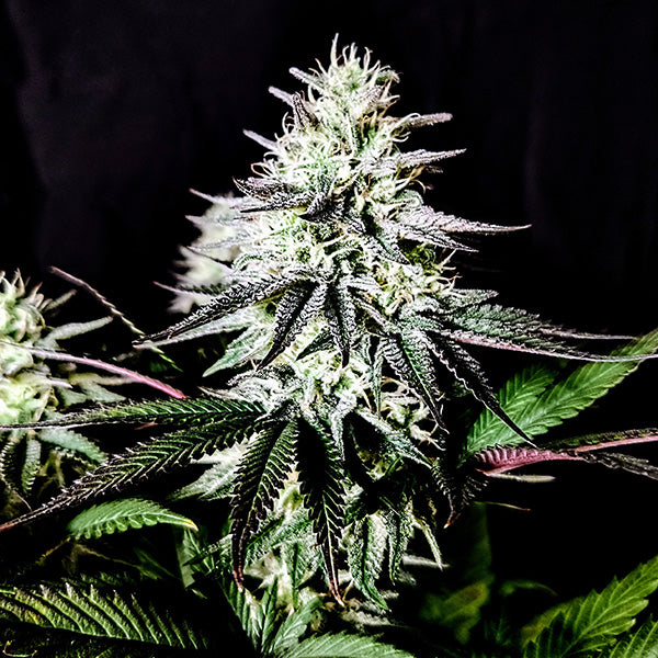 Pure Ice-Cream 1 u. fem Pure Instinto
