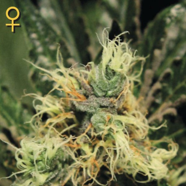 Pure Kush 1 u. fem. Green House