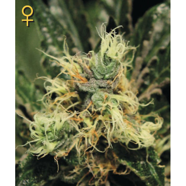 Pure Kush 5 u. fem. Green House