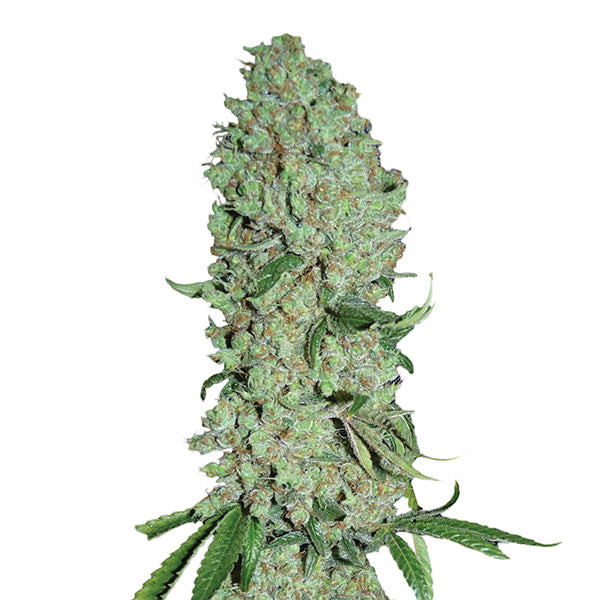 Pure Power Plant 5 pc. fem. Nirvana