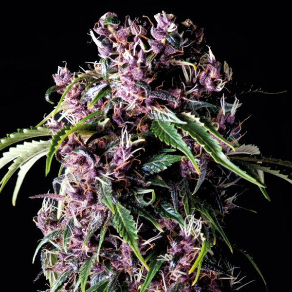 Purple 1 u. blister x 12 u. fem. Pyramid Seeds