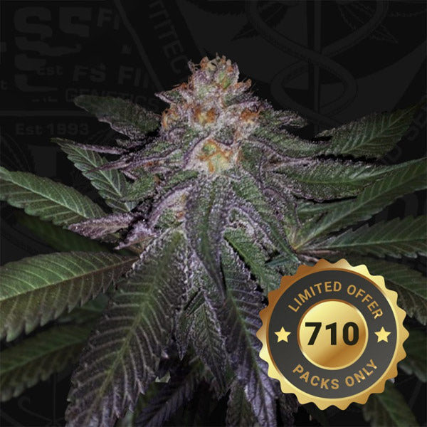 Purple Banana Cream 5 u. fem. 710 Limited Pack T.H. Seeds