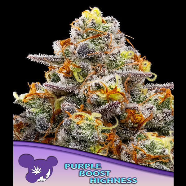 Purple Boost Highness 3 u. fem Anesia