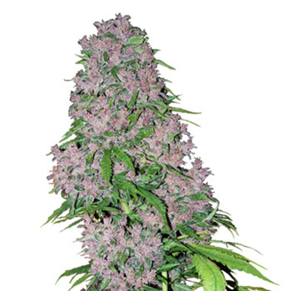 Purple Bud 10 pc. fem. White Label