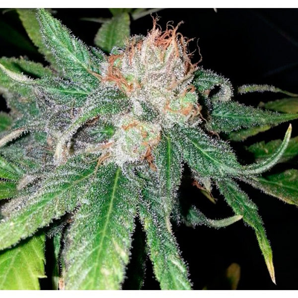 Purple Crack 6 pc. fem. The Cali Connection