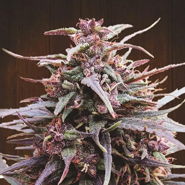 Purple Haze x Malawi 5 u. Regolare Ace Seeds